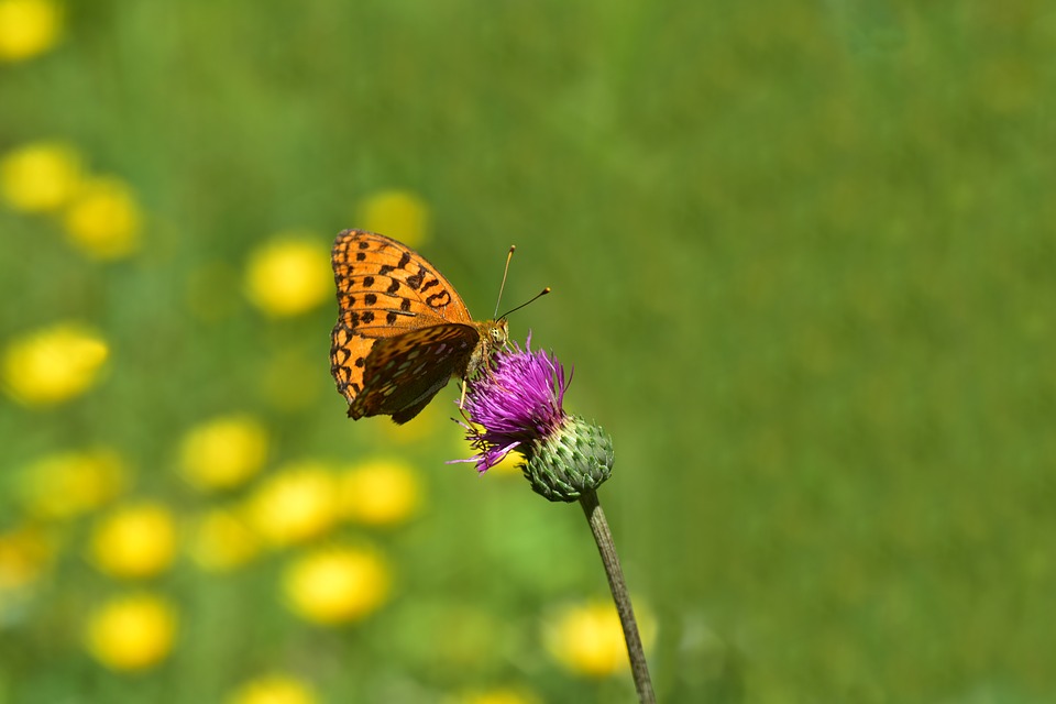 butterfly-3512713_960_720.jpg