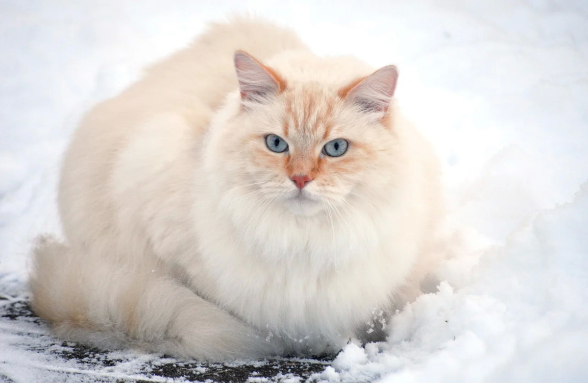 cat-8523013_1280.jpg