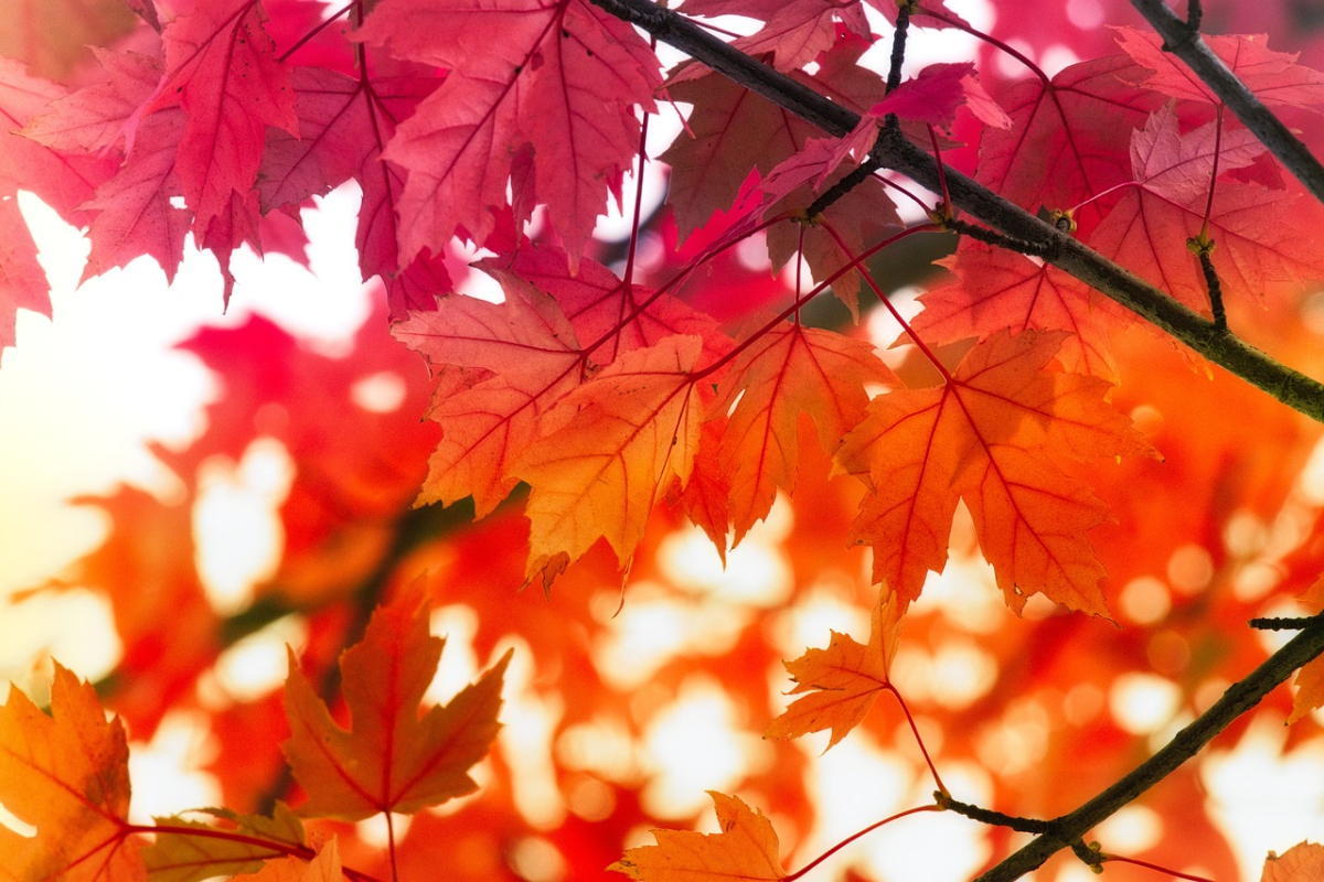 leaves-3719173_1280.jpg