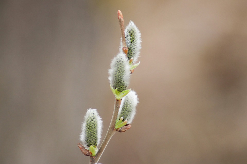 nature-3340676_960_720.jpg nature-3340676_960_720.jpg
