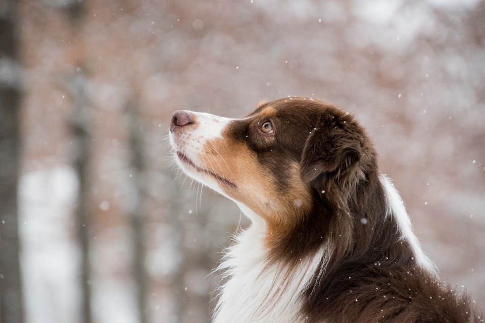 australian-shepherd-5902421_960_720.jpg