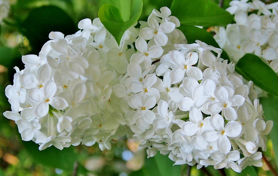 white-lilac-3547515_960_720.jpg white-lilac-3547515_960_720.jpg