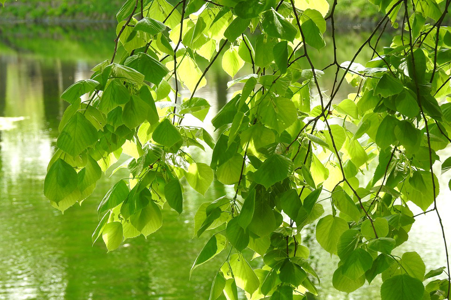 leaf-3361151_960_720.jpg