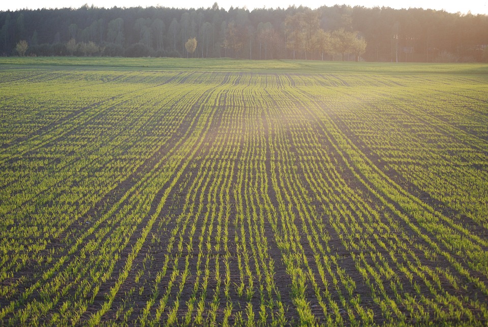 field-280856_960_720.jpg