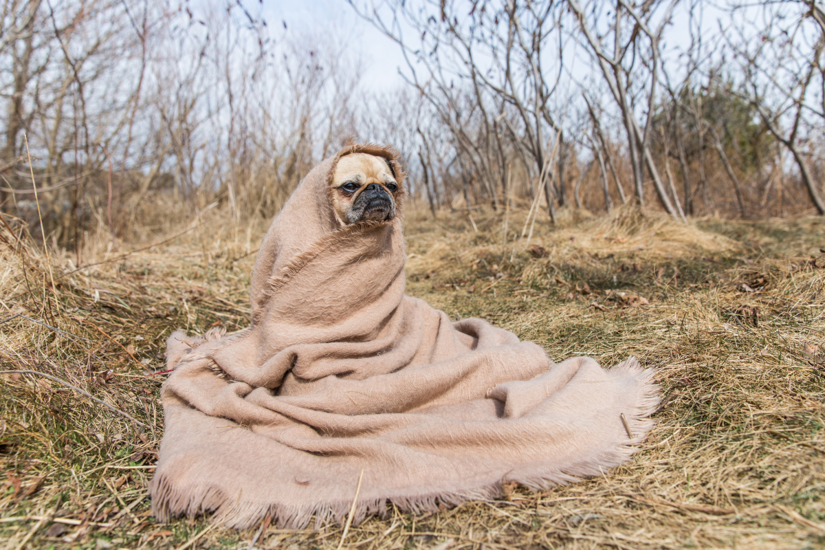 blanket-pug-looks-to-future.jpg