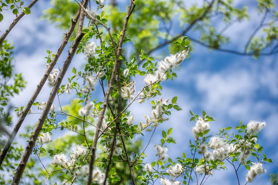 poplar-fluff-5153669_960_720.jpg poplar-fluff-5153669_960_720.jpg
