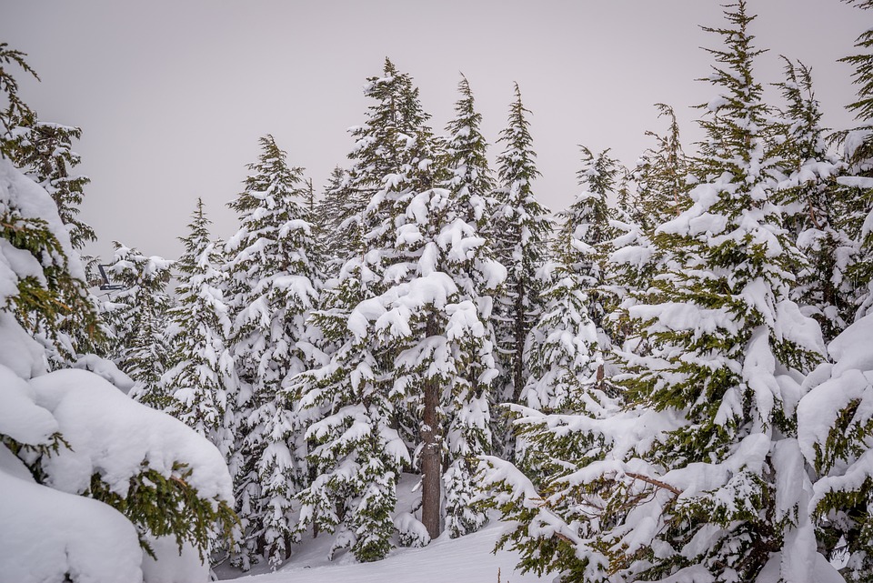 trees-6770422_960_720.jpg