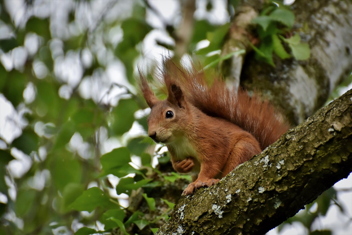 animal-7088233_1280.jpg