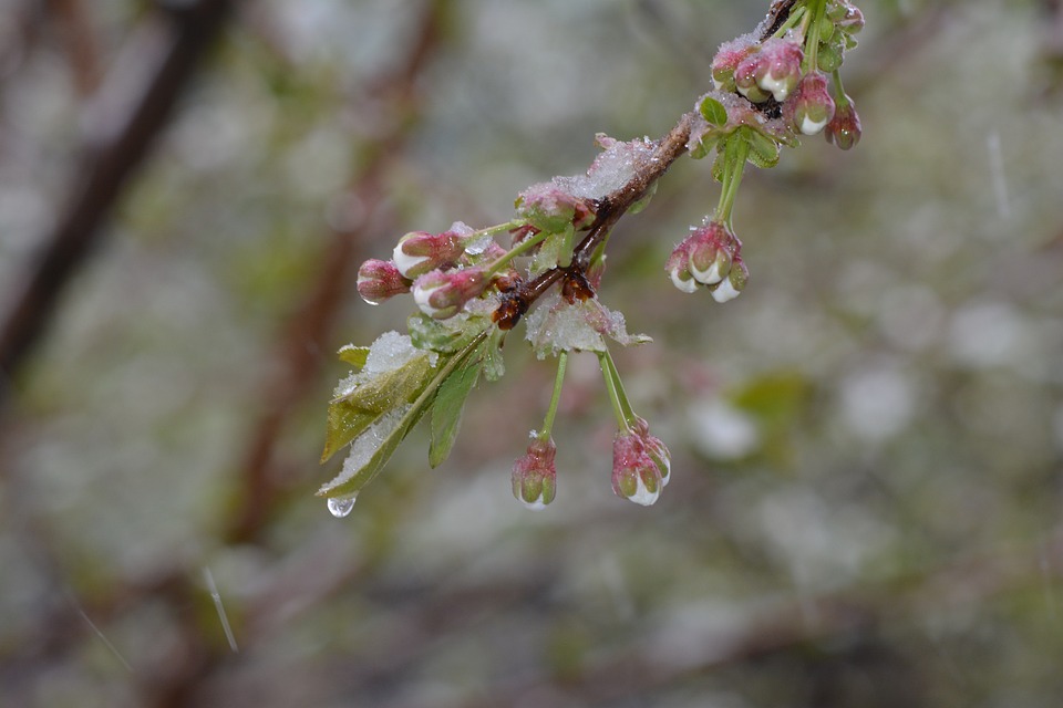 spring-3829567_960_720.jpg