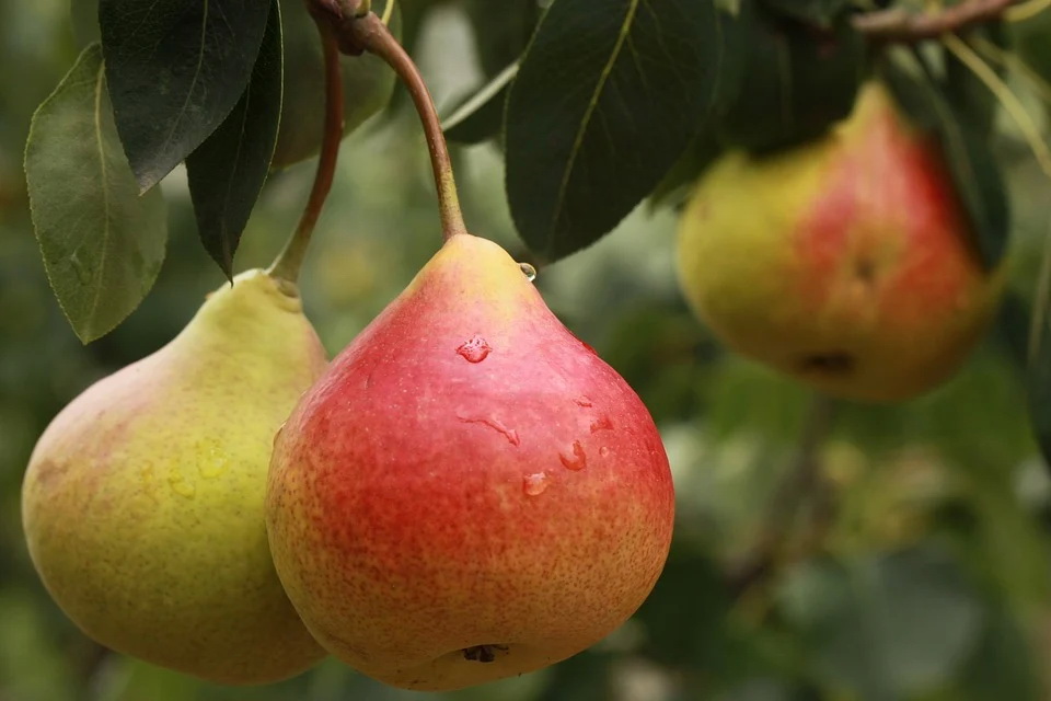 pear-2297977_960_720.jpg