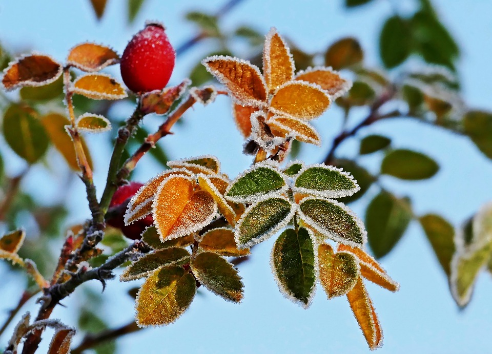 rose-hip-4768531_960_720.jpg