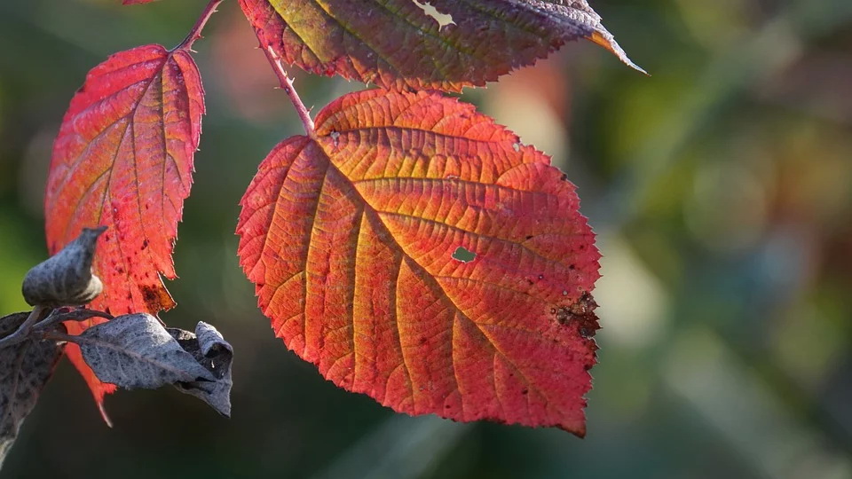 autumn-3876812_960_720.jpg