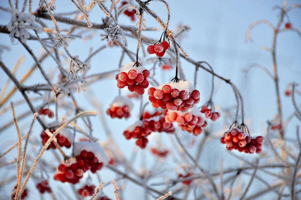 viburnum-3060769_960_720.jpg
