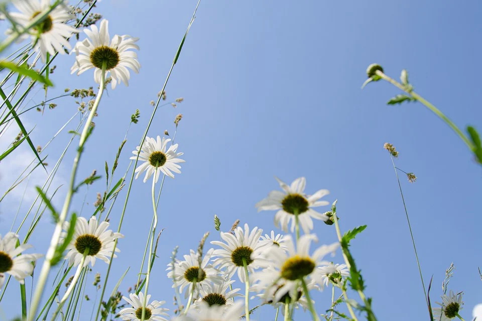daisies-5343423_960_720.jpg daisies-5343423_960_720.jpg