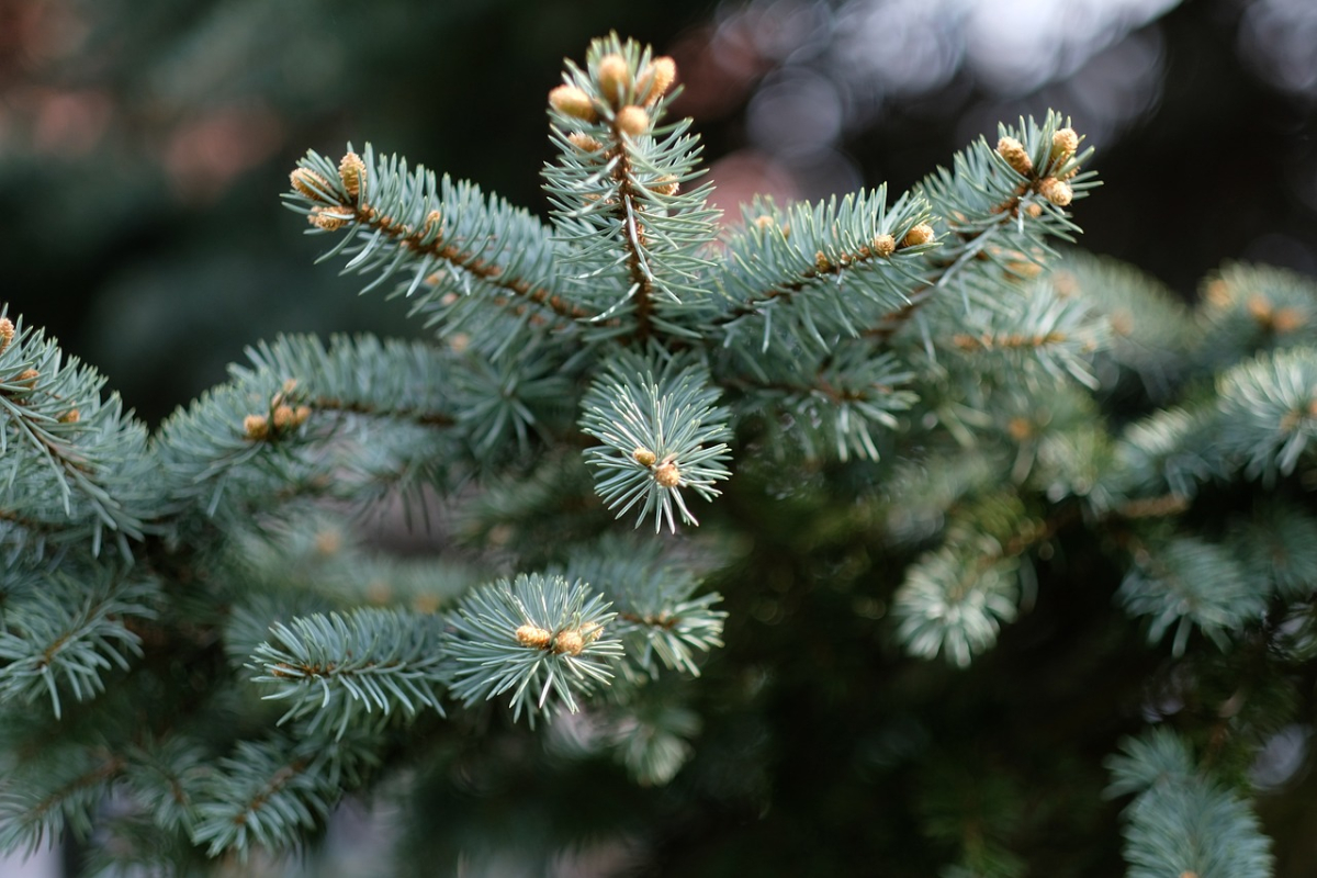 christmas-tree-1828525_1280.jpg