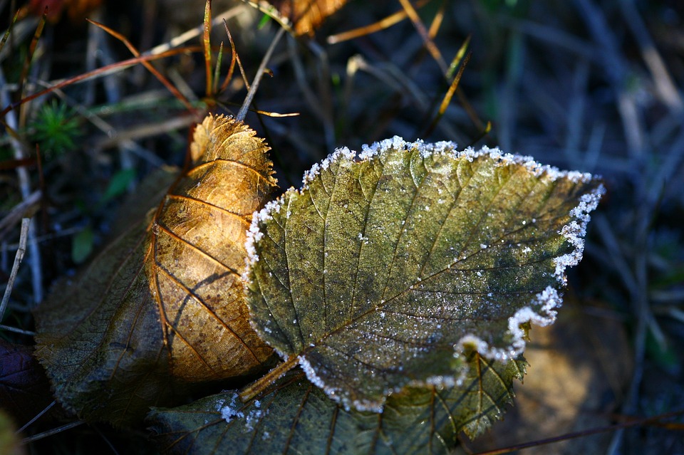 autumn-2734995_960_720.jpg