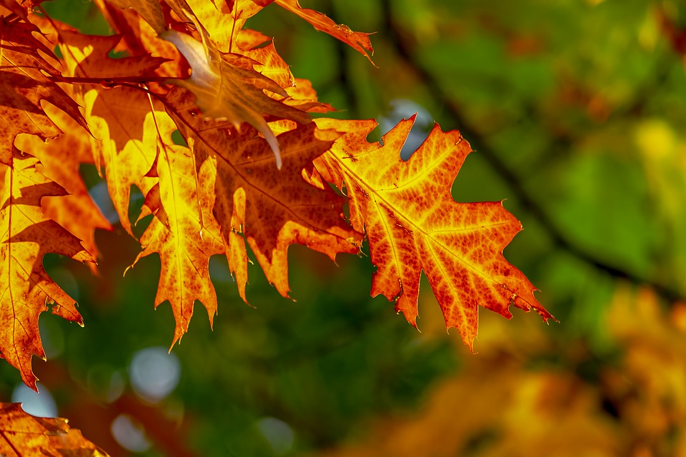fall-foliage-3736055_960_720.jpg