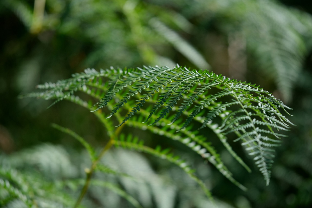 fern-7498658_1280.jpg