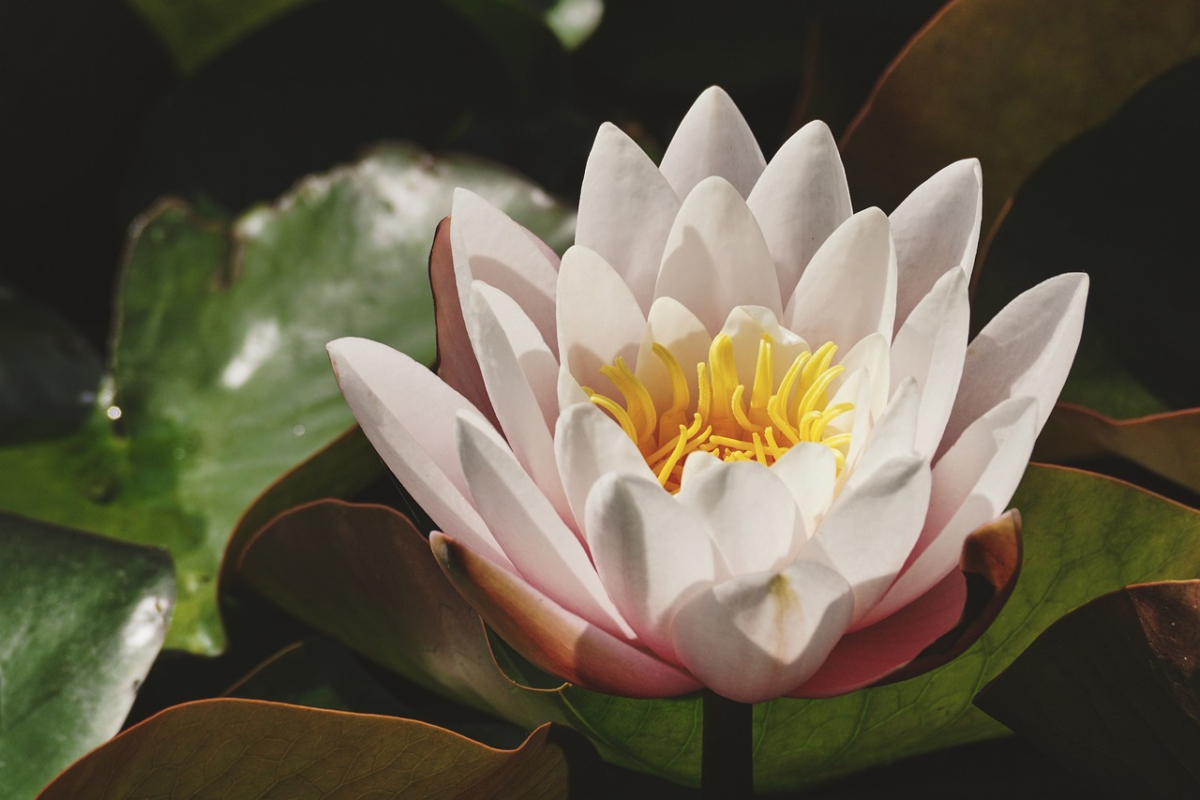 water-lily-3504112_1280.jpg