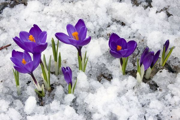 crocus.jpg crocus.jpg