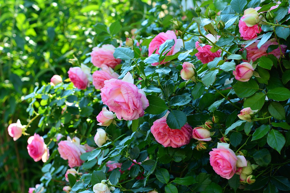 roses-3426105_960_720.jpg