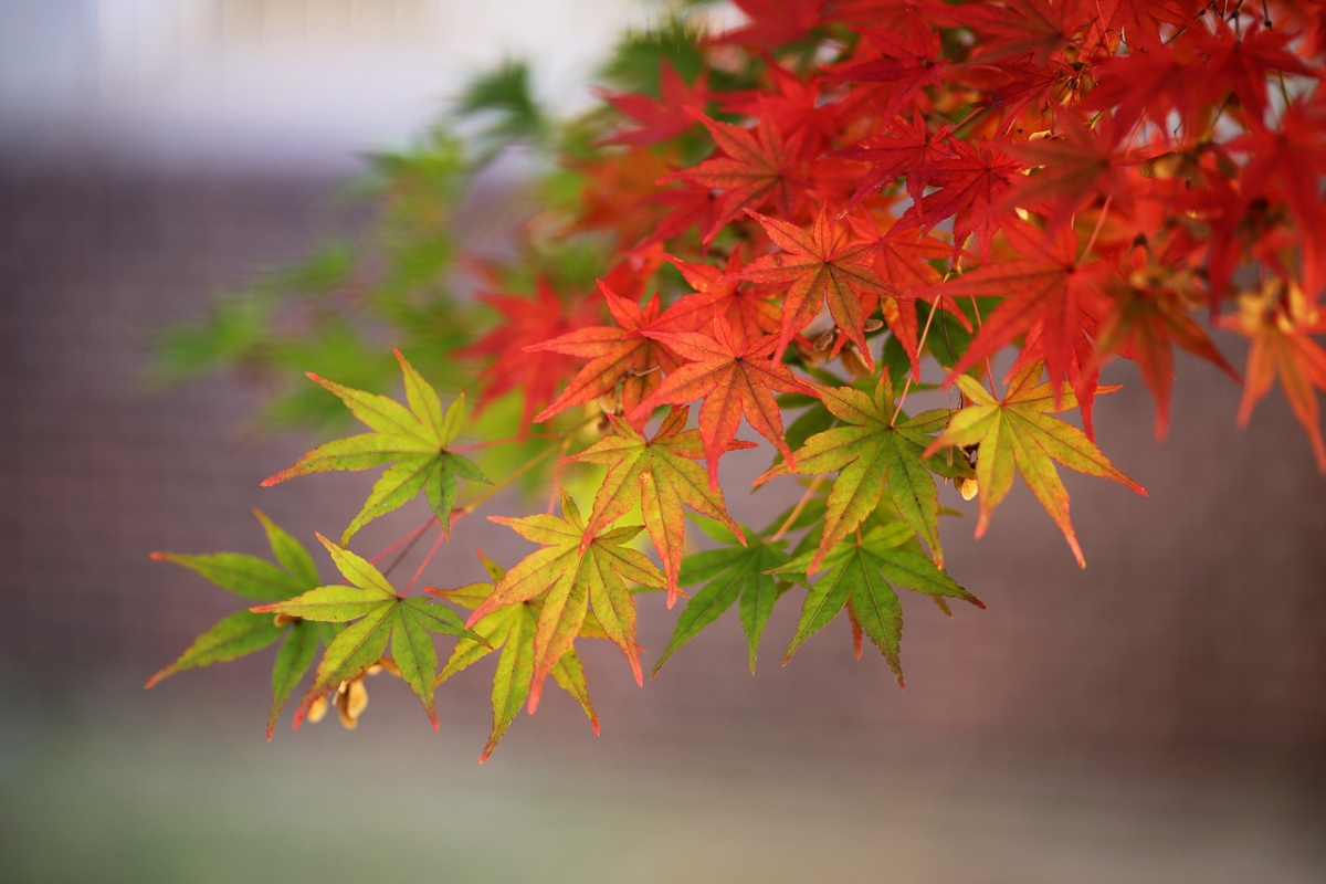 autumn-leaves-4615467_1280.jpg