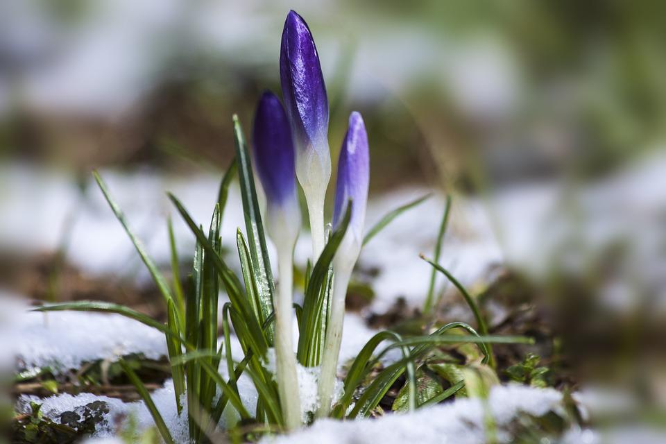 crocus-95093_960_720.jpg