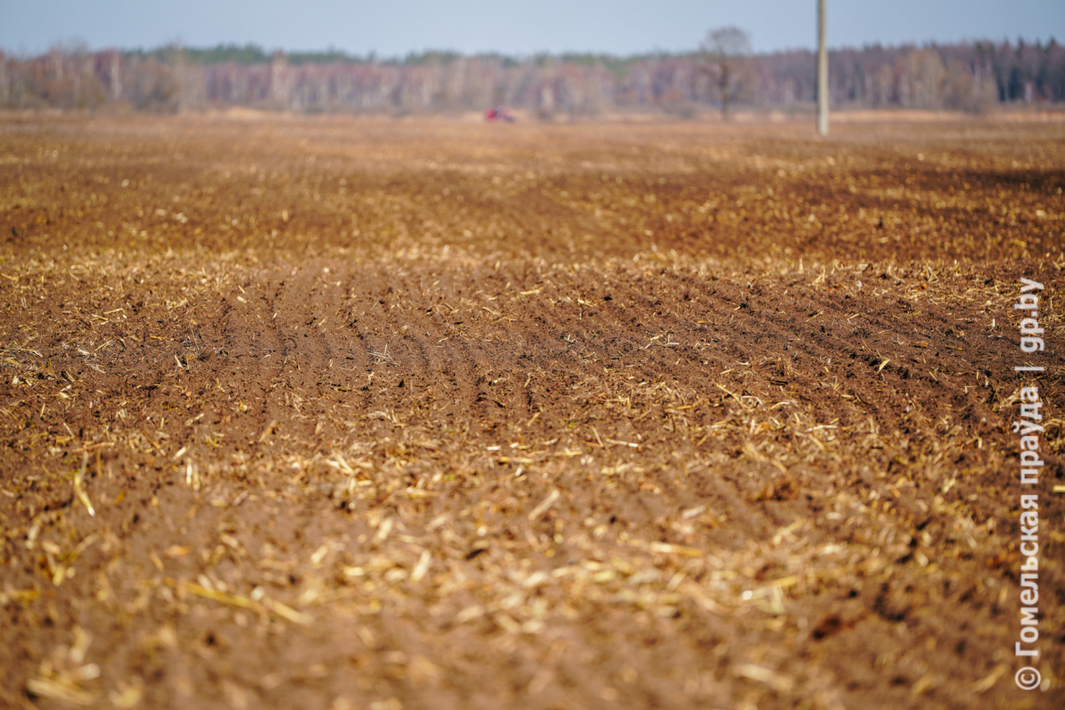 field-29.jpg