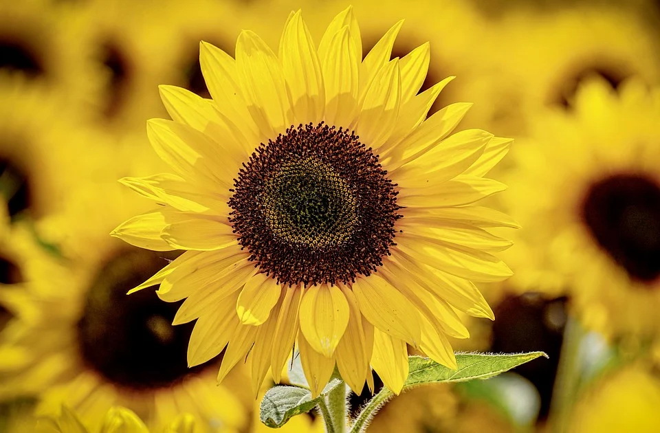 sunflowers-3790834_960_720.jpg sunflowers-3790834_960_720.jpg