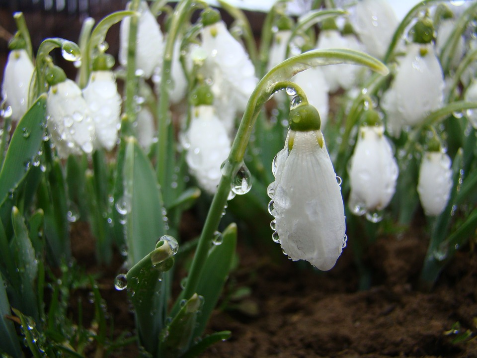 snowdrops-2317147_960_720.jpg snowdrops-2317147_960_720.jpg