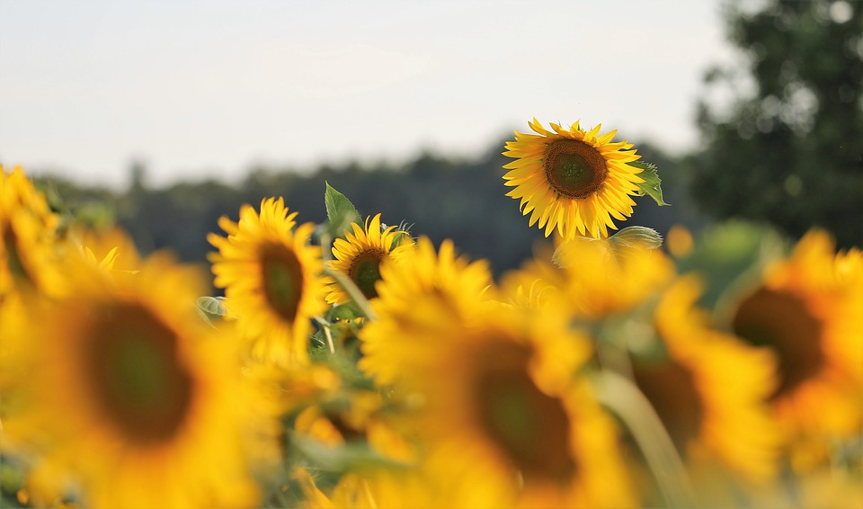 agriculture-4351266_960_720.jpg