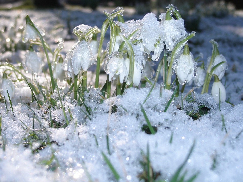 snowdrops-793435_960_720.jpg snowdrops-793435_960_720.jpg