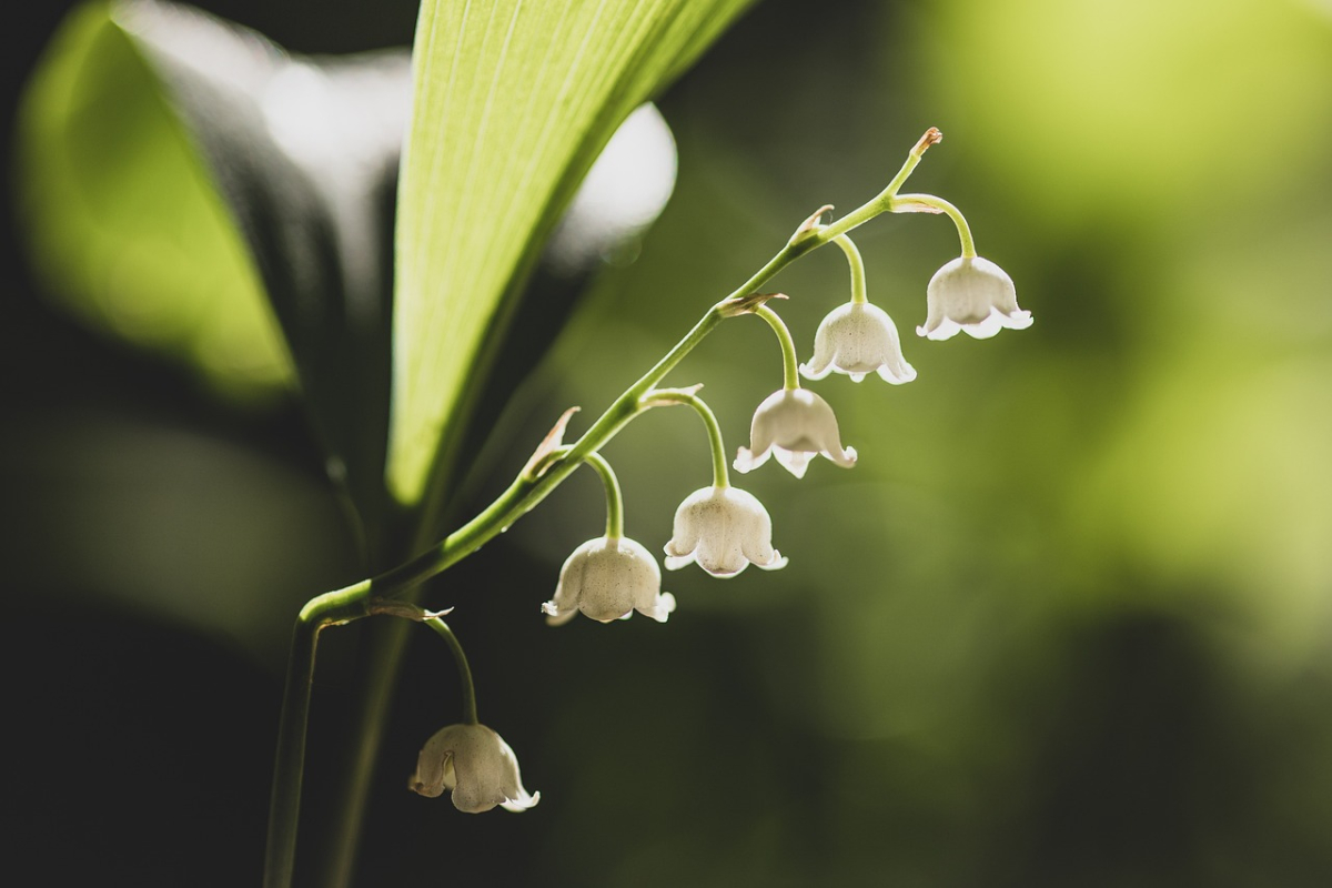 lily-of-the-valley-5093791_1280.jpg lily-of-the-valley-5093791_1280.jpg
