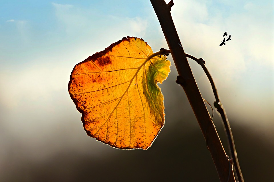 autumn-leaf-3881671_960_720.jpg