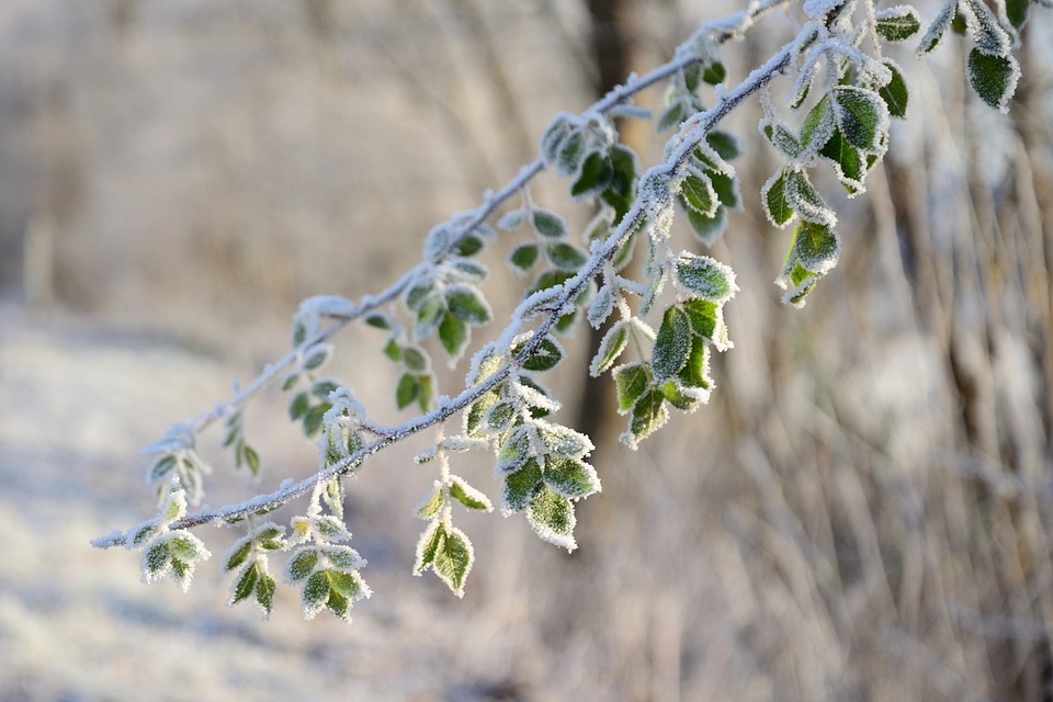 branches-7665939_960_720.jpg branches-7665939_960_720.jpg