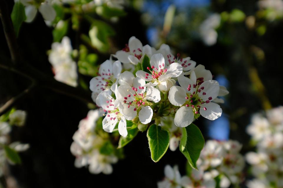 pear-blossom-5018965_960_720.jpg pear-blossom-5018965_960_720.jpg