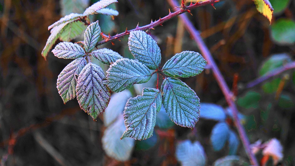 hoarfrost-3985637_960_720.jpg hoarfrost-3985637_960_720.jpg
