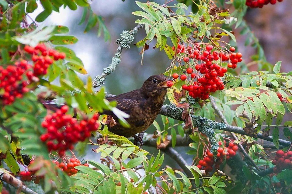 myna-6578752_960_720.jpg
