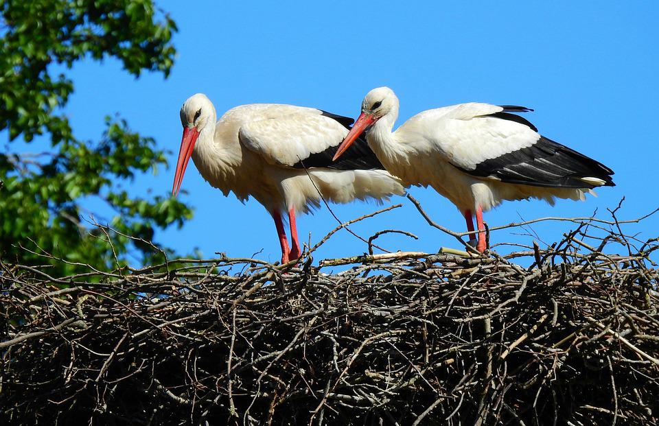 stork-5240674_960_720.jpg
