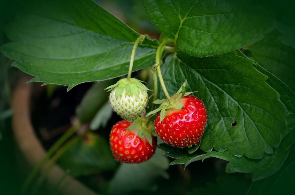клубника strawberry-plant-751178_960_720.jpg