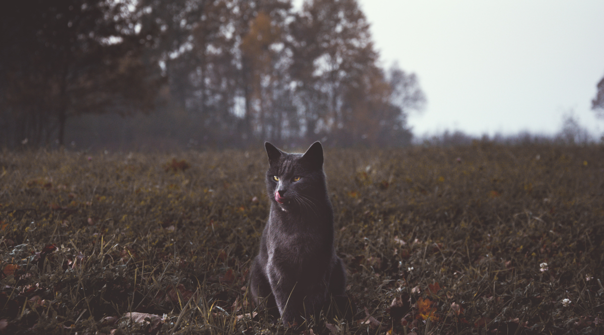 marko-blazevic-mw9tvx1JUoo-unsplash.jpg marko-blazevic-mw9tvx1JUoo-unsplash.jpg