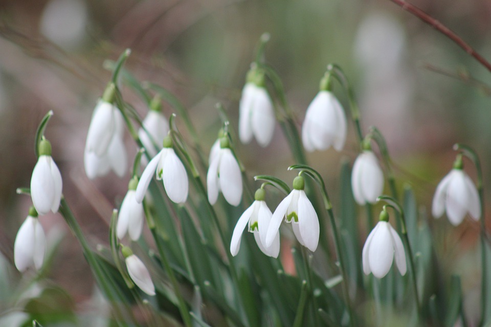 snowdrops-7003203_960_720.jpg