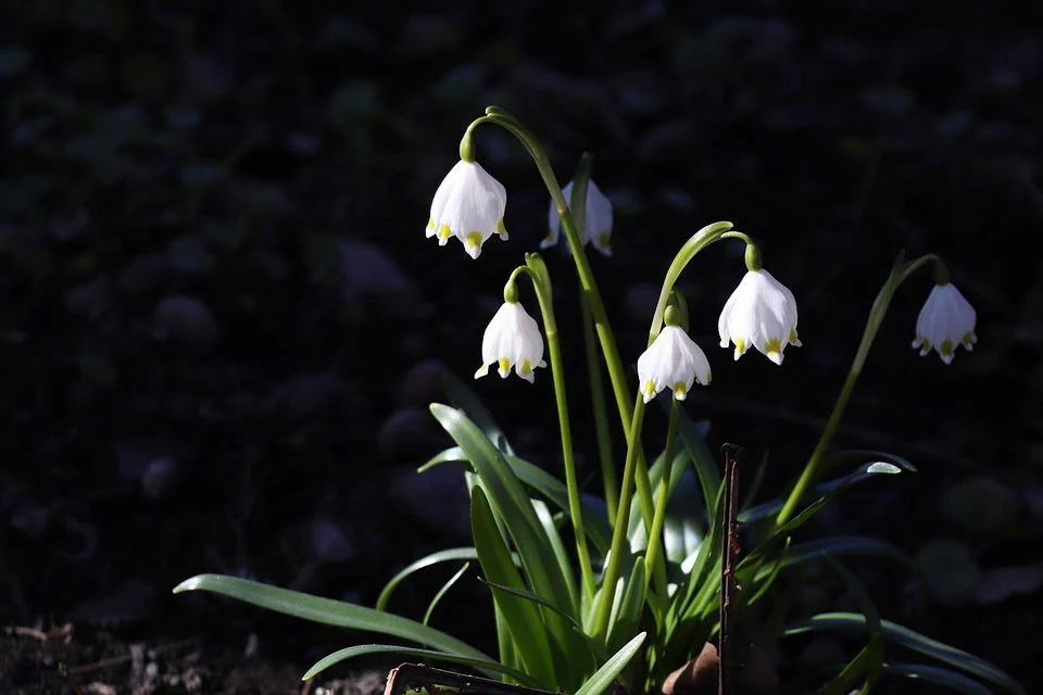 lilies-of-the-valley-4101629_960_720.jpg