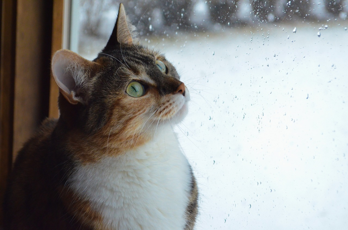 cat-2585514_1280.jpg