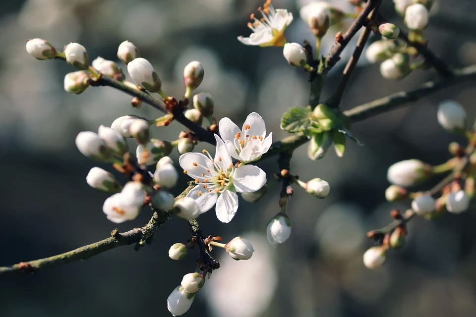 blackthorn-4в971511_960_720.jpg