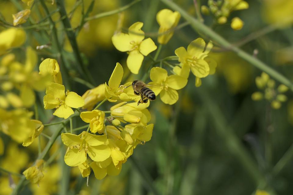 rape-blossoms-4195270_960_720.jpg rape-blossoms-4195270_960_720.jpg