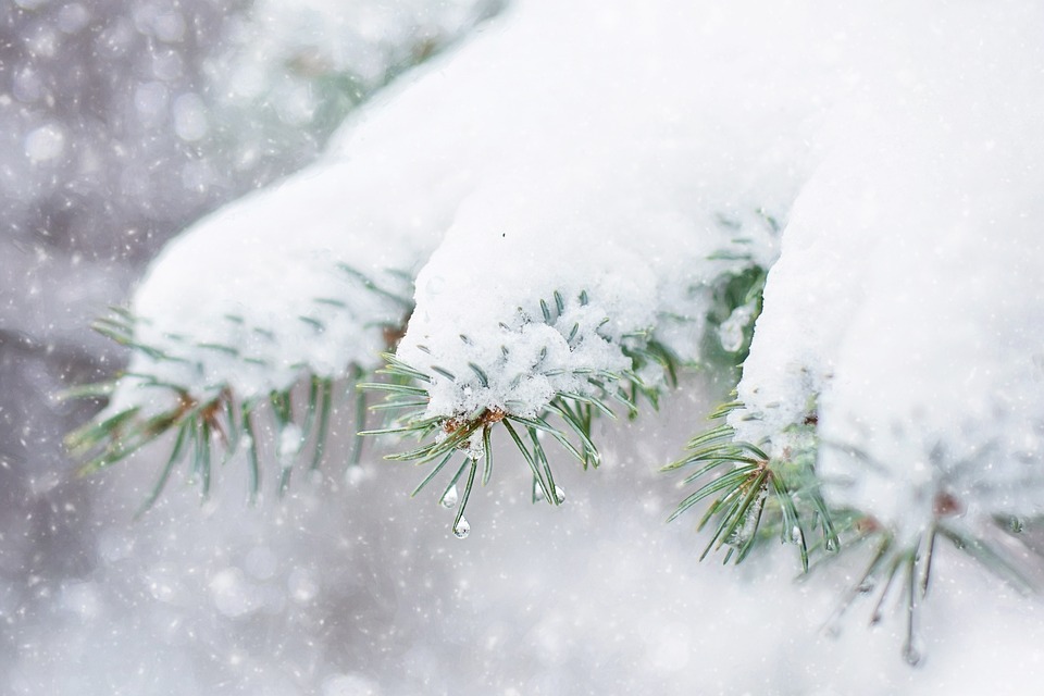 snow-in-pine-tree-1265118_960_720.jpg