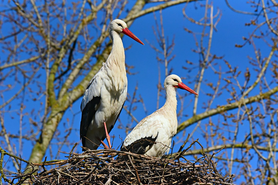 stork-4039375_960_720.jpg