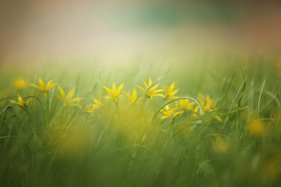 grass-3089791_960_720.jpg