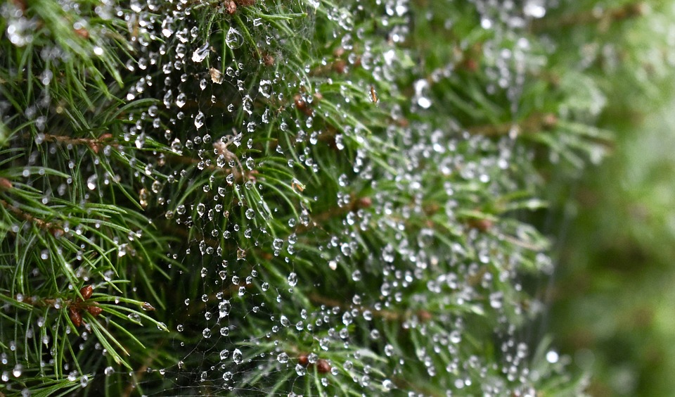 tree-3745397_960_720.jpg